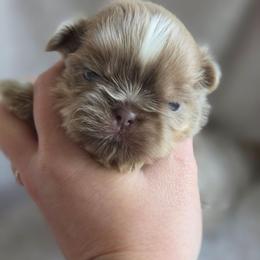 Kit Kat - Lilac female Shih Tzu puppy in Jenks, Oklahoma from Northstar Shih Tzu