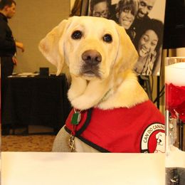 Golden Retriever and Labrador Retriever All Grown Up from Can Do Canines Assistance Dogs