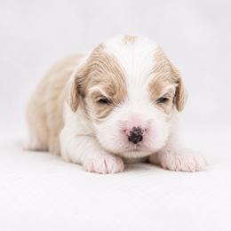 Almanzo - White male Cavapoo puppy in Hudson, Michigan from Haas Pawz