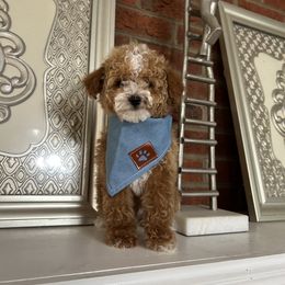 Renzo - Apricot male Poodle puppy in Mint Hill, North Carolina from DoodleForever