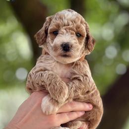 Latte - Cream male Goldendoodle puppy in Hamilton, Alabama from Sweet Doodles of Alabama