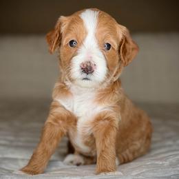 Puppy 6-GRAY Collar (GIRL) - Red  female Goldendoodle puppy in Portland, Oregon from Smith Family Doodles