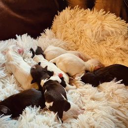 Miniature Schnauzer puppies from Bell Beards & Brows Min Schnauzers