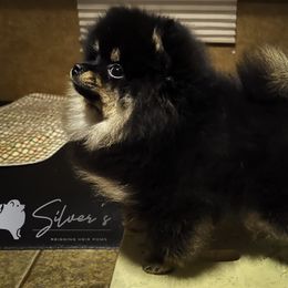 Pomeranian Puppies from Silver’s Reigning Heir Poms