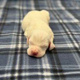 Jackson - Orange belton male English Setter puppy in Rogers, Ohio from StoneyBrook Setters