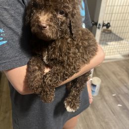 Goldendoodle and Labradoodle Puppies from Oodles of doodles nw ga