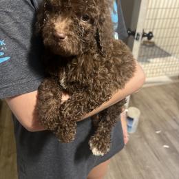 Goldendoodle and Labradoodle Puppies from Oodles of doodles nw ga