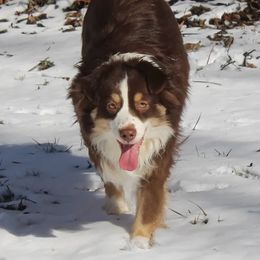 Spree - Miniature Australian Shepherd