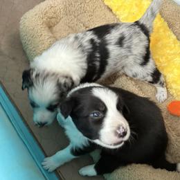 Border Collie Puppies from Roaring River Border Collies
