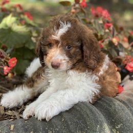 Australian Labradoodles from Southern States Australian Labradoodles