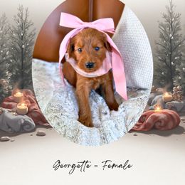 Georgette - Red  female Goldendoodle puppy in Canton, Georgia from Teddy Puppies