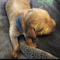 Boy 2 - Double Doodle puppy in Rancho Cordova, California from Funny Farm Doodles