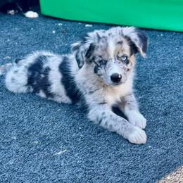Blue male - Blue merle male Miniature Australian Shepherd puppy in Lemon Cove, California from Magic Ranch Mini Aussies