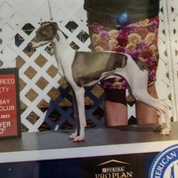 Percy - Italian Greyhound