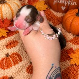 Ember - Piebald female Dachshund puppy in Pope, Mississippi from Anna’s Mini Doxies