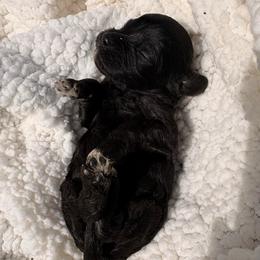 Blueberry - Black female Cavapoo puppy in El Sobrante, California from Mckendra's Legacy