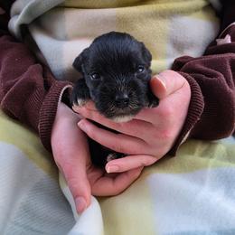 Oak - Black male Miniature Schnauzer puppy in Piedmont, Oklahoma from J&K's Miniature Schnauzers