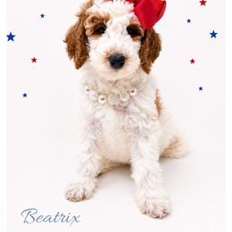 Beatrix - Parti female Goldendoodle puppy in State Road, North Carolina from Must Love Doodles