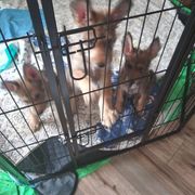 Berger Picard Puppies from Touche Rose