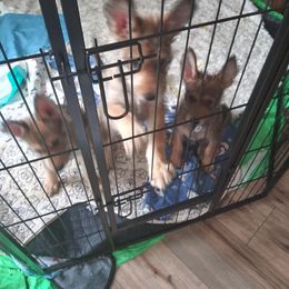 Berger Picard Puppies from Touche Rose