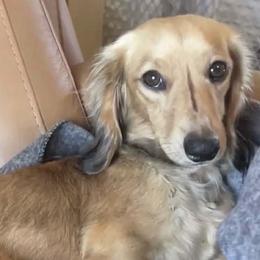 Dachshunds and Pembroke Welsh Corgis from Shelly Brown