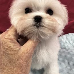 Tiny Tim - White male Maltese puppy in Phoenix, Arizona from Bella Dolce Maltese