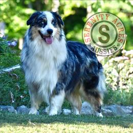 Kosa - Australian Shepherd