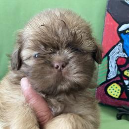 Boy 2 - male Shih Tzu puppy in Troy, Michigan from "Shihtzu Best Friend"