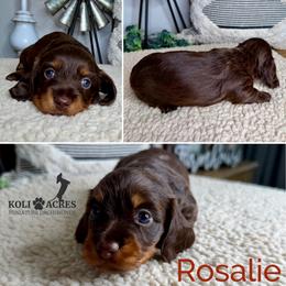 Rosalie - AKC - Silky - Chocolate and tan female Dachshund puppy in Kemp, Texas from Koli Acres