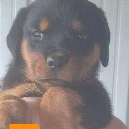 Girl 4 - Black and mahogany female Rottweiler puppy in De Witt, Iowa from Irish Eyes Kennels