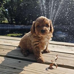 Cavapoo, Cockapoo, Goldendoodle, and Maltipoo Puppies from Perdue Puppies