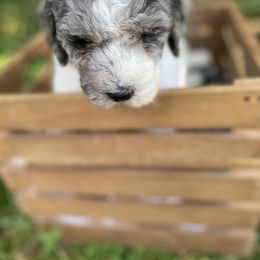 Sheepadoodle Puppies from Primrose Cottage Puppies