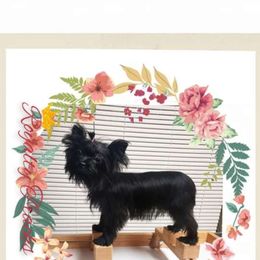 Abby - Yorkshire Terrier