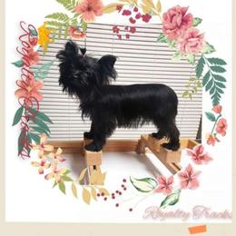Abby - Yorkshire Terrier