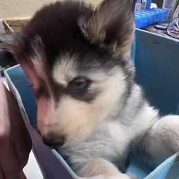 Boy 2 - male Siberian Husky puppy in Elgin, Texas from Hudson Husky