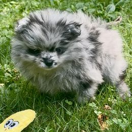 AKC Blue Merle Girl 7wks - Blue merle female Pomeranian puppy in Madison, Ohio from PawSitive Therapy Pomeranians