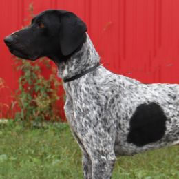 MAX - German Shorthaired Pointer