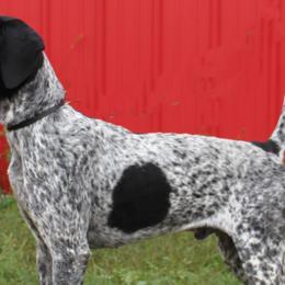 MAX - German Shorthaired Pointer
