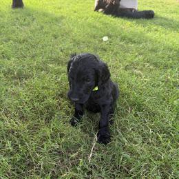 MT Nest's Butch Cassidy - Black male Goldendoodle puppy in Clyde, Texas from MTNest Doodles