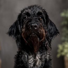 Dixie - Labradoodle