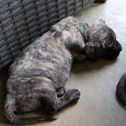 Mastiff Puppies from Stoneheart Mastiffs