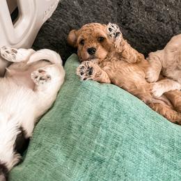 Goldendoodle Puppies from The Dood Effect