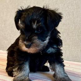 Lady Brown - Salt and pepper female Miniature Schnauzer puppy in Wildomar, California from My Angel Schnauzers