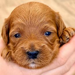 Red - Red  female Goldendoodle puppy in Mesa, Arizona from Tails and Trails Doodles