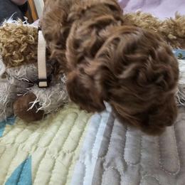 Girl 1 pinkish - Poodle puppy from Sondra's Miniature Poodles
