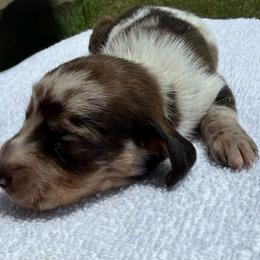Male - Dapple male Dachshund puppy in El Campo, Texas from Creamer Creek Kennel