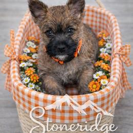 Orange boy - Red wheaten male Cairn Terrier puppy in Shell Knob, Missouri from Stoneridge Kennel