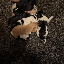 Spirit Black boy - Black male Labradoodle puppy in Churchill County Fallon, Nevada from Card Family Ranch