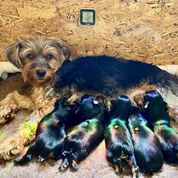 Yorkshire Terrier Puppies from Cutest AKC AZ Yorkies
