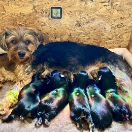 Yorkshire Terrier Puppies from Cutest AKC AZ Yorkies